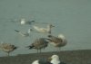 Iceland Gull at Hole Haven Creek (Steve Arlow) (33541 bytes)